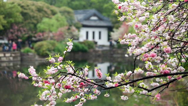 一分鐘數(shù)讀江蘇清明文旅消費(fèi)破百億