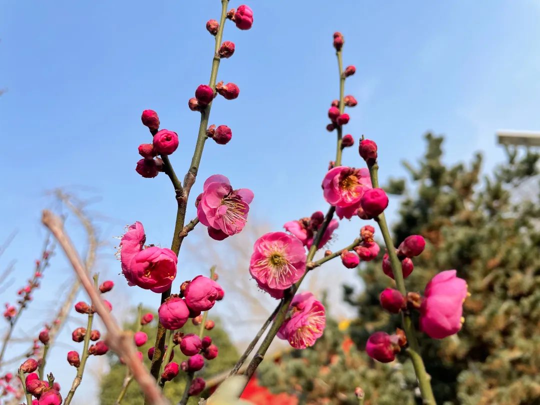 春意盎然，朵朵梅花俏枝頭