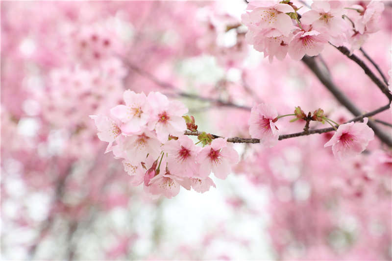 花爛漫 春盎然