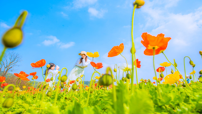 以“顏值”帶產(chǎn)值 “追花者”催熱賞花經(jīng)濟