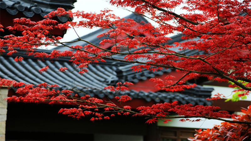 春日也有好“楓”景