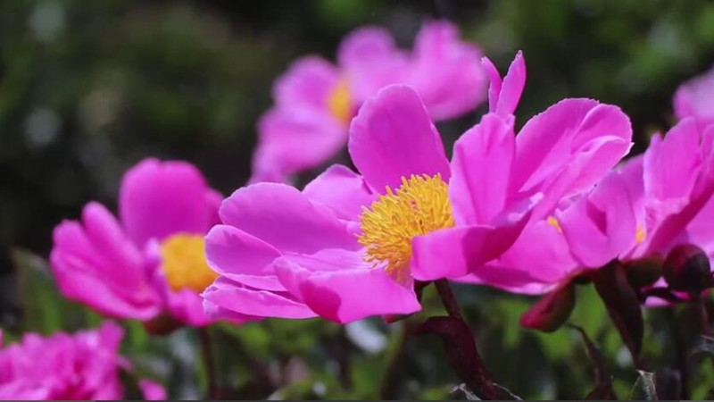 江南春不晚，東籬芍藥開