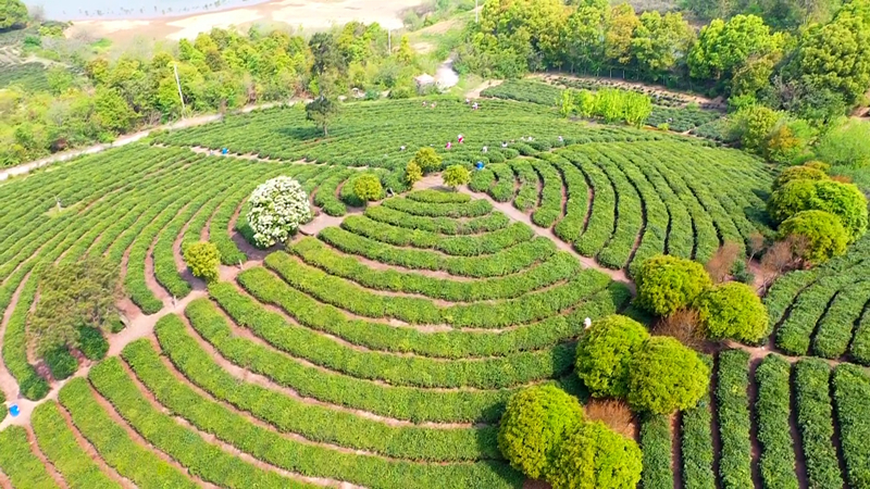 南京高淳：綠色發(fā)展謀致富 青山滴翠茶飄香