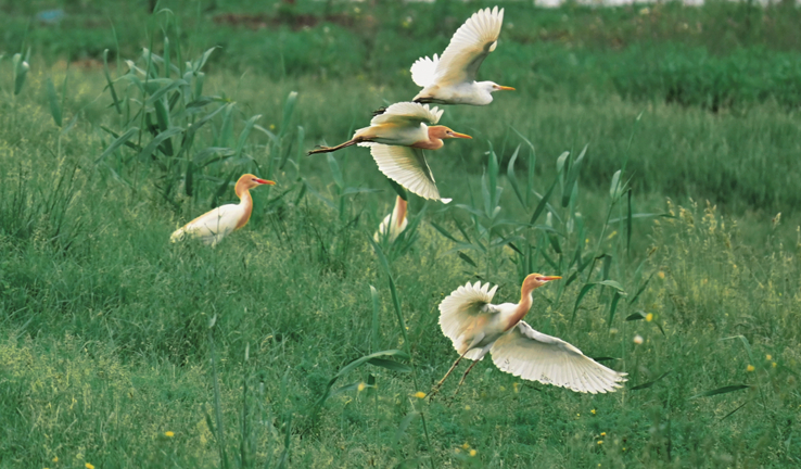 生態(tài)美 鷺鳥飛