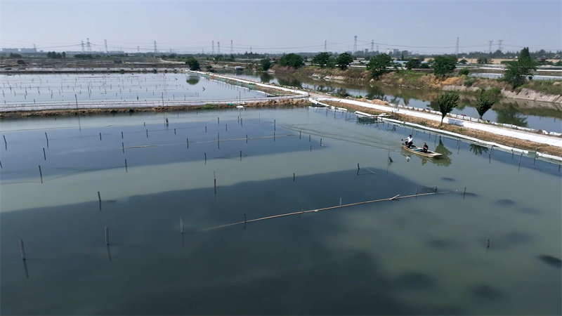 湖鮮美食正當時 長蕩湖籽蝦迎來收獲季