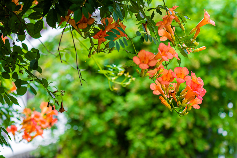 江南古城凌霄花開 帶來夏日浪漫